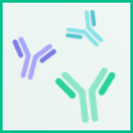 Antibody 抗体 ナノボディ モノクロ 可変領域 VHH シングルドメイン IgG